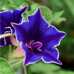 outsidepride ipomoea nil morning glory blue picotee climbing vine plant flower - 50 seeds