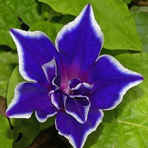 Outsidepride Ipomoea Nil Morning Glory Blue Picotee Climbing Vine Plant Flower - 50 Seeds