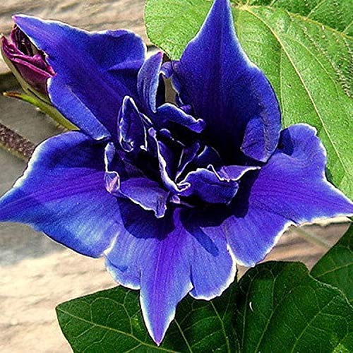 Outsidepride Ipomoea Nil Morning Glory Blue Picotee Climbing Vine Plant Flower - 50 Seeds