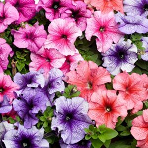 outsidepride petunia multiflora veined indoor house plants or outdoor container, basket, or pot flowers - 500 seeds