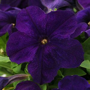 outsidepride petunia alderman indoor house plants or outdoor container, basket, or pot flowers - 5000 seeds
