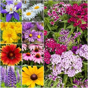 seed needs, large 2.1 ounce package of 30,000+ all perennial wildflower seed mixture for planting (99% pure live seed butterfly attracting - no filler) 16 species varieties perennial - bulk