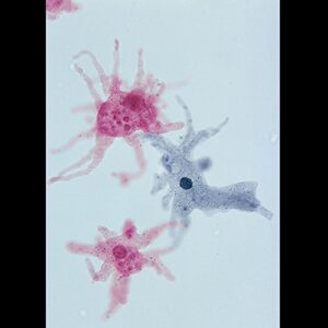 amoeba proteus slide, w.m.