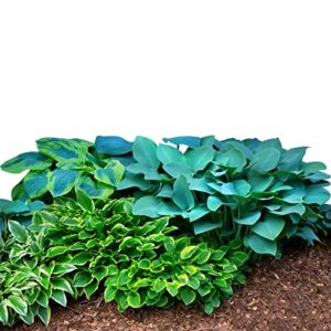 hosta 'bumper crop mix' (10 pack) plant bareroots for gardening - mixed colors for shady gardens, professional growers from easy to grow