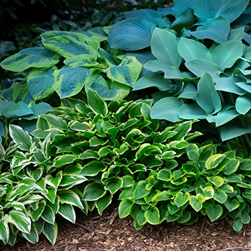 Hosta 'Bumper Crop Mix' (10 Pack) Plant Bareroots for Gardening - Mixed Colors for Shady Gardens, Professional Growers from Easy to Grow