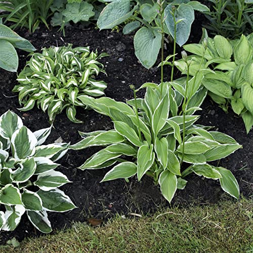 Hosta 'Bumper Crop Mix' (10 Pack) Plant Bareroots for Gardening - Mixed Colors for Shady Gardens, Professional Growers from Easy to Grow