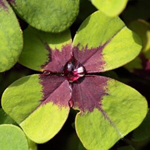 Oxalis Shamrock 'Iron Cross' (20 Pack) Plant Bulbs for Gardening - Green & Purple Foliage & Pink Flowering Blooms, Professionally Grown from Easy to Grow