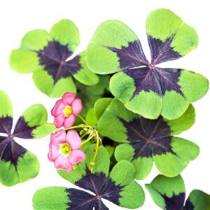 oxalis shamrock 'iron cross' (20 pack) plant bulbs for gardening - green & purple foliage & pink flowering blooms, professionally grown from easy to grow