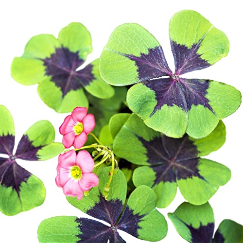 Oxalis Shamrock 'Iron Cross' (20 Pack) Plant Bulbs for Gardening - Green & Purple Foliage & Pink Flowering Blooms, Professionally Grown from Easy to Grow