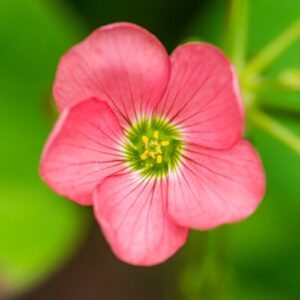 Oxalis Shamrock 'Iron Cross' (20 Pack) Plant Bulbs for Gardening - Green & Purple Foliage & Pink Flowering Blooms, Professionally Grown from Easy to Grow