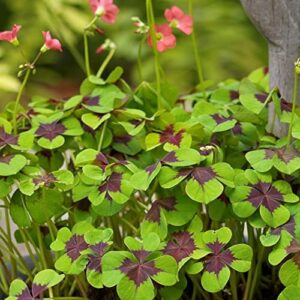 Oxalis Shamrock 'Iron Cross' (20 Pack) Plant Bulbs for Gardening - Green & Purple Foliage & Pink Flowering Blooms, Professionally Grown from Easy to Grow