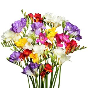 freesia 'double flowering mix' (15 pack) plant bulbs for gardening - fragrant freesia mix colors, professional growers from easy to grow