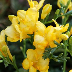 Freesia 'Double Flowering Mix' (15 Pack) Plant Bulbs for Gardening - Fragrant Freesia Mix Colors, Professional Growers from Easy to Grow