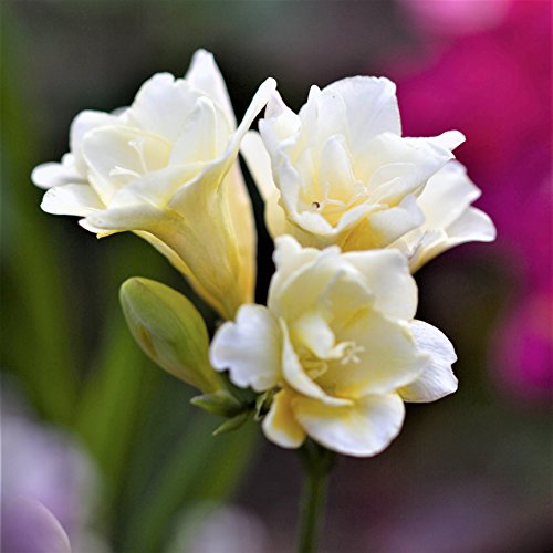 Freesia 'Double Flowering Mix' (15 Pack) Plant Bulbs for Gardening - Fragrant Freesia Mix Colors, Professional Growers from Easy to Grow