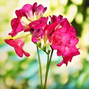 Freesia 'Double Flowering Mix' (15 Pack) Plant Bulbs for Gardening - Fragrant Freesia Mix Colors, Professional Growers from Easy to Grow