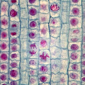 onion mitosis slide, l.s., 10 m, quadruple stain