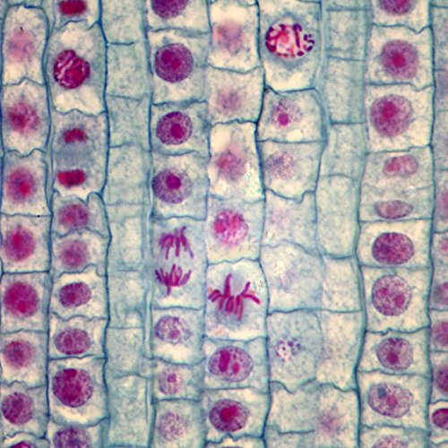 Onion Mitosis Slide, l.s., 10 m, Quadruple Stain