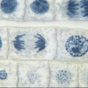 fish and onion mitosis microscope slide and study guide set
