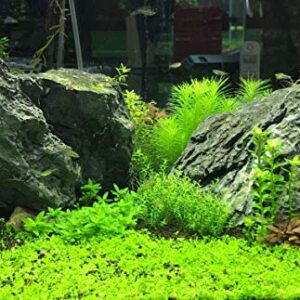 Seachem Flourish Excel Bioavailable Carbon - Organic Carbon Source for Aquatic Plants 50ml