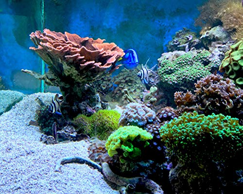 Reef Kalkwasser, 12 kg / 26.4 lbs