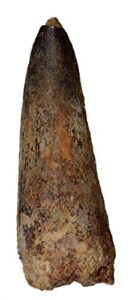 dinosaur tooth genuine large spinosaurus natural fossil 2" (qty=1)
