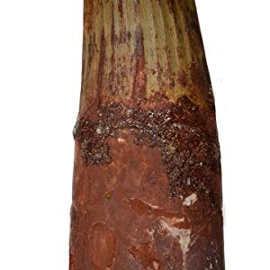 Dinosaur Tooth Genuine Large Spinosaurus Natural Fossil 2" (Qty=1)