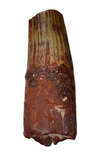 Dinosaur Tooth Genuine Large Spinosaurus Natural Fossil 2" (Qty=1)