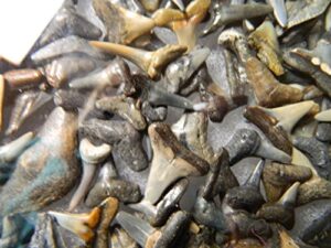 fossil shark teeth grab bag, 60-70