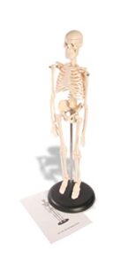american educational skeleton model, 17" height
