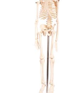 American Educational Skeleton Model, 17" Height