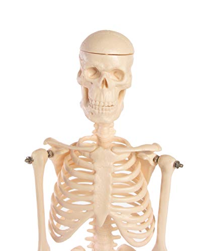 American Educational Skeleton Model, 17" Height