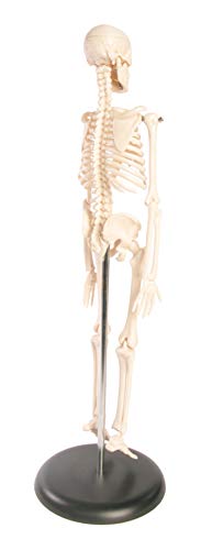 American Educational Skeleton Model, 17" Height