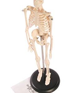 American Educational Skeleton Model, 17" Height