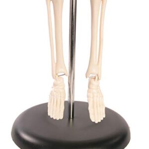 American Educational Skeleton Model, 17" Height