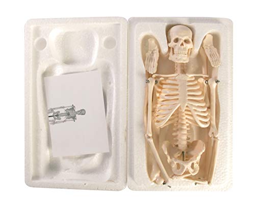 American Educational Skeleton Model, 17" Height