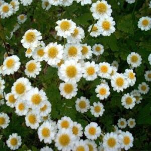 outsidepride perennial chrysanthemum parthenium feverfew garden herb plants - 5000 seeds