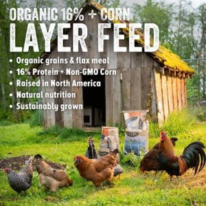 Scratch and Peck Feeds Organic Layer Chicken Feed with Corn for Chickens and Ducks - 25-lbs - Non-GMO Project Verified, Always Soy Free - 1004-25