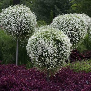 Outsidepride Lobularia Maritima Alyssum Sweet Drought & Heat Tolerant Wild Flowers - 5000 Seeds