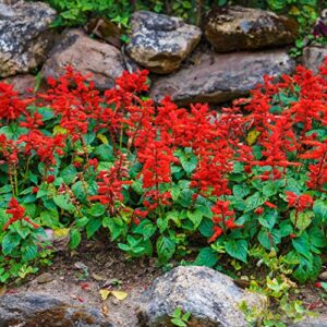 outsidepride perennial salvia coccinea sage scarlet wild flowers attracting beneficial insects & hummingbirds - 5000 seeds