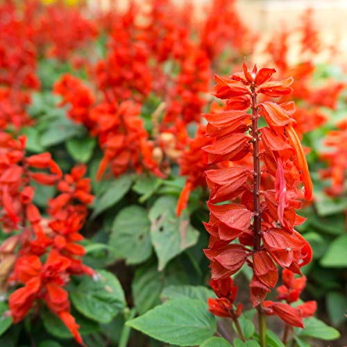 Outsidepride Perennial Salvia Coccinea Sage Scarlet Wild Flowers Attracting Beneficial Insects & Hummingbirds - 5000 Seeds