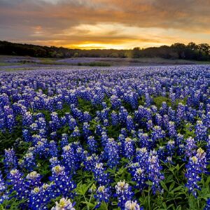 outsidepride perennial texas bluebonnet wild flowers - 500 seeds