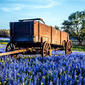 Outsidepride Perennial Texas Bluebonnet Wild Flowers - 500 Seeds