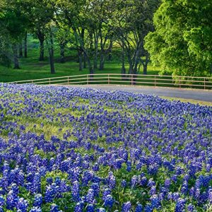 Outsidepride Perennial Texas Bluebonnet Wild Flowers - 500 Seeds