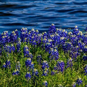 Outsidepride Perennial Texas Bluebonnet Wild Flowers - 500 Seeds