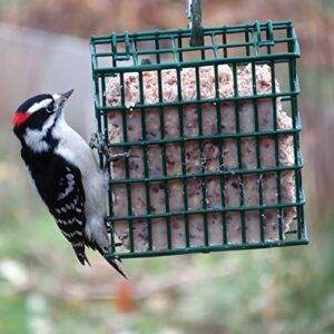 C&S Berry Suet Treat 11.75 Ounces, 12 Pack