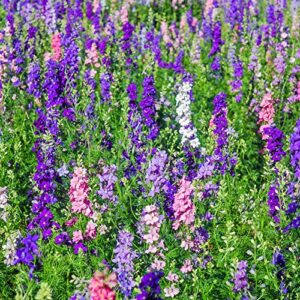 Outsidepride Delphinium Larkspur Rocket Wild Flowers - 1000 Seeds