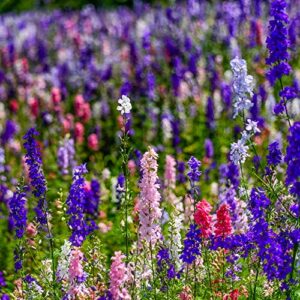 Outsidepride Delphinium Larkspur Rocket Wild Flowers - 1000 Seeds