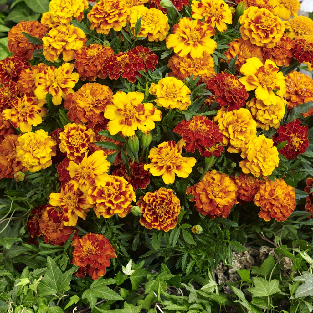Outsidepride Tagetes Patula French Marigold Garden Flower Seed Mix - 1000 Seeds