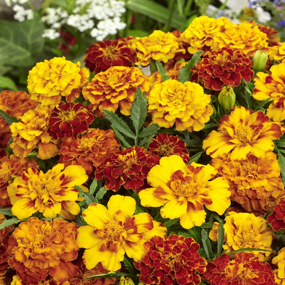 Outsidepride Tagetes Patula French Marigold Garden Flower Seed Mix - 1000 Seeds