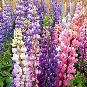 Outsidepride Perennial Russells Lupine Wild Flower Mix & Butterflies & Hummingbirds - 500 Seeds